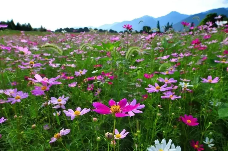 九里峰山|花漫里 4900元/㎡起抢住3600亩湖山大城墅质洋房