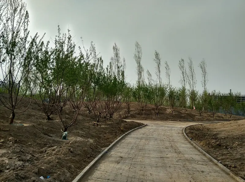 丹凤公园建设进度：花都开了 树都长起来了