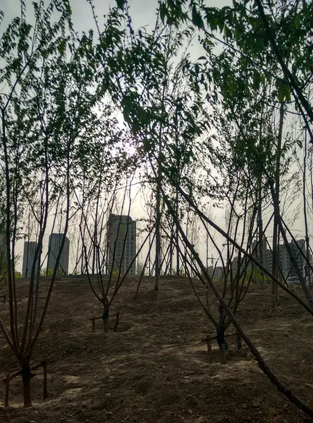 丹凤公园建设进度：花都开了 树都长起来了