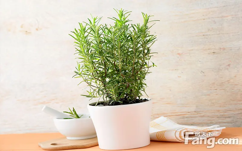 迷迭香预防蚊虫叮咬