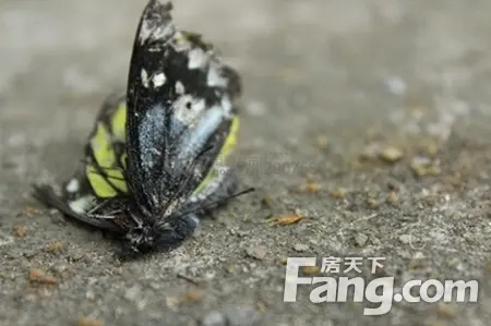 蝴蝶事件