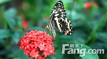 蝴蝶事件