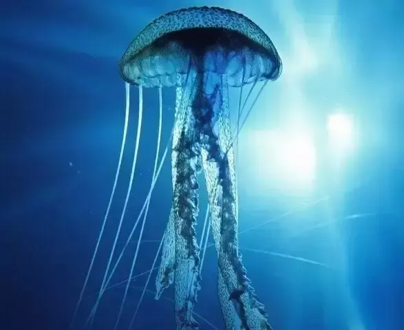 带上孩子,带着爱人,约上一票好友,去同景国际星世纪财富广场看水母吧