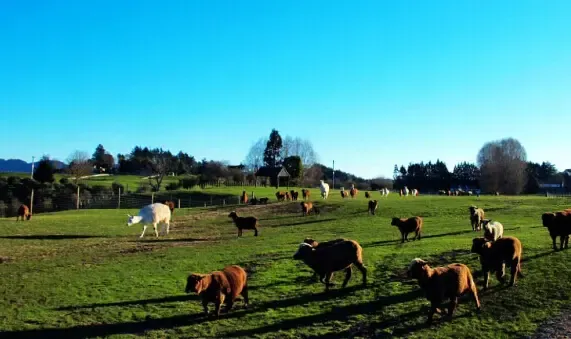澳大农场争夺战愈演愈烈 四大家族均不愿意松口