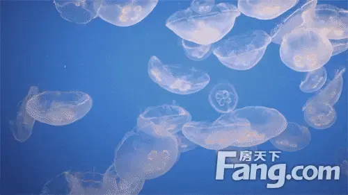 沭阳首届"梦幻水母王国"在乐之地开放啦!