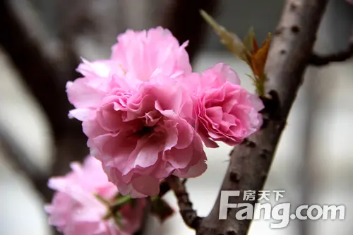 观澜湖