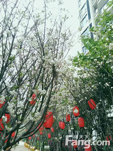 观澜湖