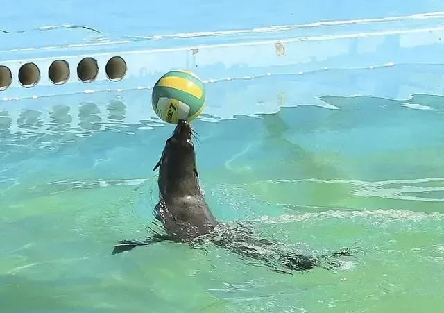 隆基泰和·澜湾岛 新年乐水大戏首秀 海狮海豹闹元宵