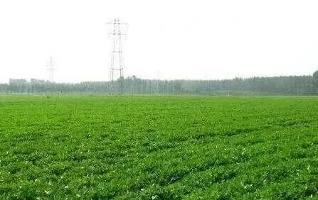 农用地有偿使用进一步规范 鼓励出让租赁供应土地