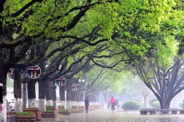 5月26日象山公园砍倒"绿色围墙" 向世人开放?