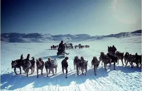 他们同为黄种人,耐寒又坚韧 他们的交通工具以狗拉雪橇和皮划艇为主