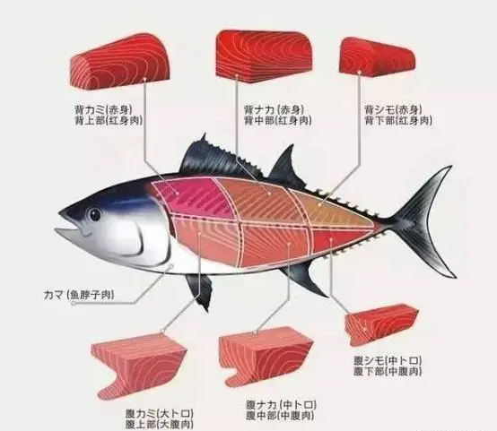 《我的前半生》贺涵同款蓝鳍金枪鱼，在苏州还能免费吃？