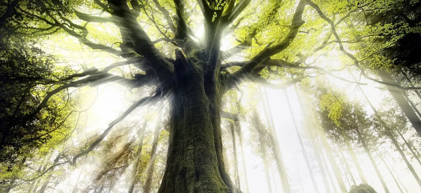 大自然西非苏木地板,带给你纯粹的自然力量
