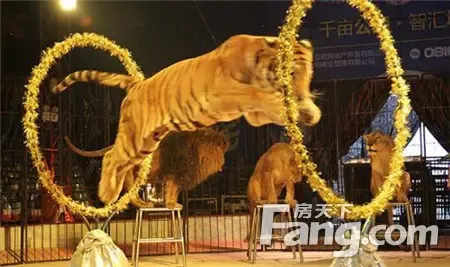 悦珑湾精彩绝伦皇家大马戏全球之旅即将惊艳开启