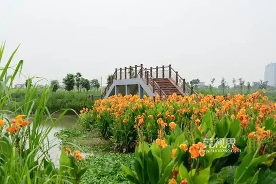 东莞沙田这个湿地公园来过都说美