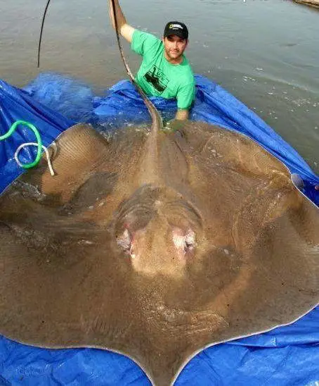 地球上9大恐怖的巨型鱼后一种据传以人类为食