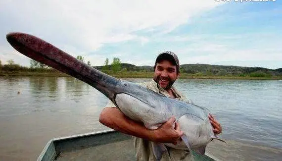 地球上9大恐怖的巨型鱼后一种据传以人类为食