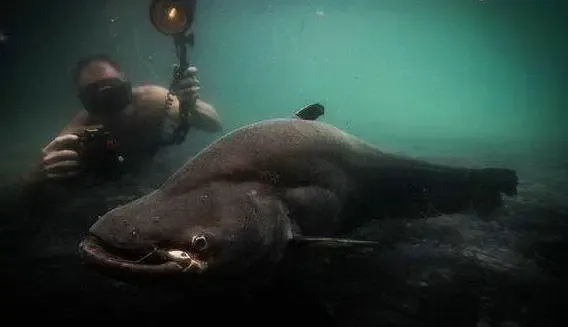 地球上9大恐怖的巨型鱼后一种据传以人类为食