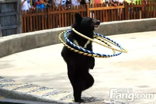 圣诞来中央城市广场,全天免费观看动物演出