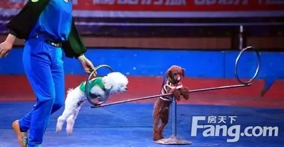 跳绳/单杠/跳障碍/倒立行走/吊环/呼啦圈等 巧走钢板桥/倒立/踩高跷