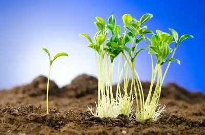 集体土地里的耕地签署永久性土地流转合同有效吗？