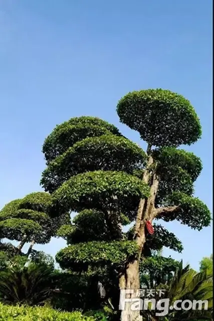 入府进园与有荣焉一棵树的告白