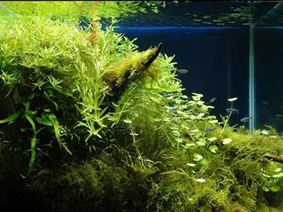 六点告诉你鱼缸造景的风水注意事项 房天下家居装修网