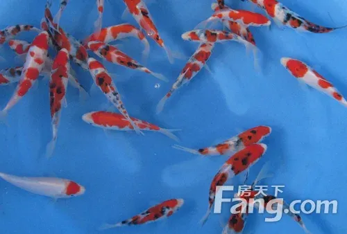 锦鲤鱼缸造景设计