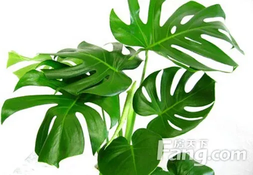 龟背竹的风水应用 做好养护才有效 房天下家居装修网