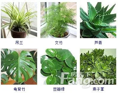 净化空气的植物有哪些 净化室内空气的十大植物 房产资讯高清图片手机房天下