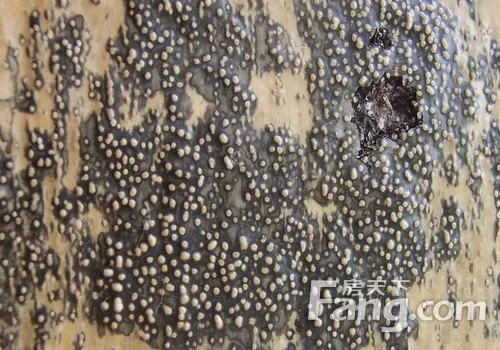 有白蚂蚁怎么办如何消灭呢 房天下家居装修网