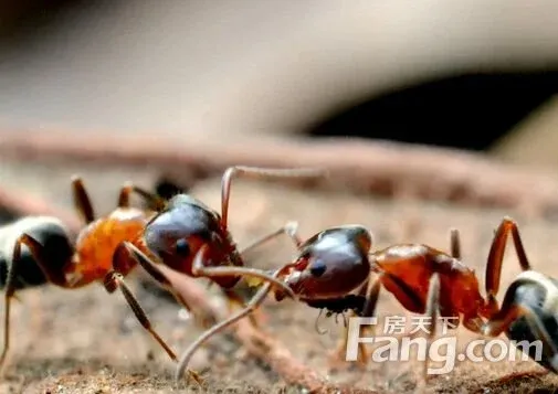 家里有蚂蚁怎么办 蚂蚁怎么消灭 房天下家居装修网
