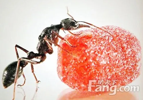 家里有蚂蚁怎么办才能除根 房天下家居装修网