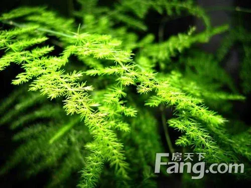 空气净化植物价格