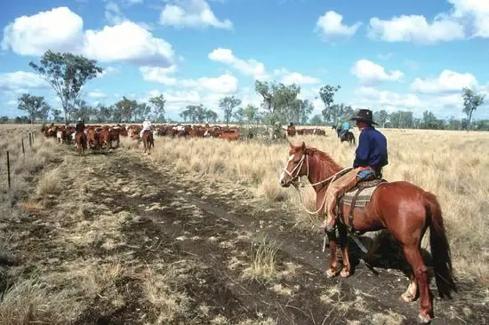 买买买！中国多家企业“扫购”澳大利亚新西兰牧场