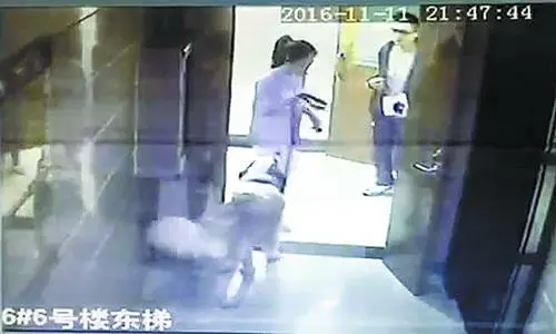 小区内大狗猛扑过来 受惊吓业主表示将诉诸法律