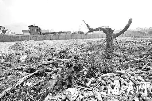 鼓山镇拆迁工地内 古榕被砍后推倒