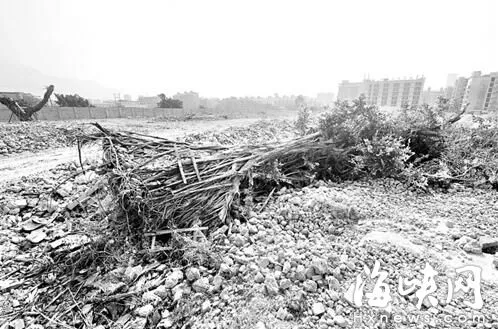 鼓山镇拆迁工地内 古榕被砍后推倒