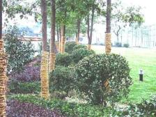 广厦城巢上 2室1厅 西北