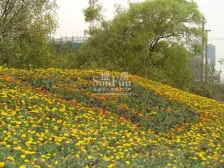 起凤路地铁口 锦苑旁 一线江景房