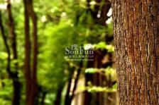 华润二十四城一期 3室1厅 南