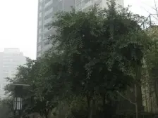 二郎 金科云湖天都四房190万