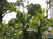 金桥·连城新苑·2室·2厅