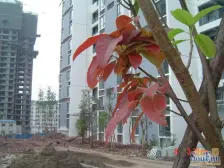 精装两房。业主诚心出售,看房很方便。