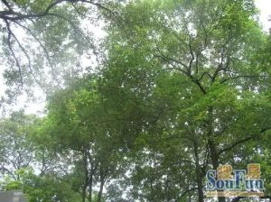 西府少城 3室2厅 西南