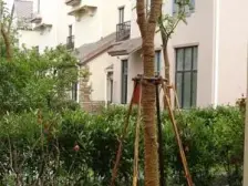 南邻河 豪华装修类独栋 套内550平 带室内电梯