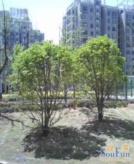 满五唯一,一手买进,电梯房2梯3户,采光无遮挡!