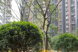 曦城1室1厅南