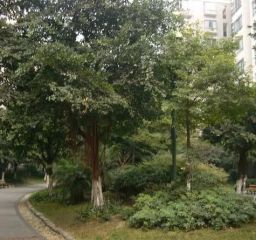 蜀光路14号2室2厅东南