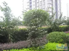 招商1872旁 正规大一房带阳台 近轻轨 看小区